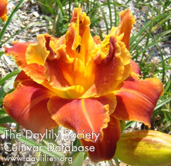 Daylily Holiday Party